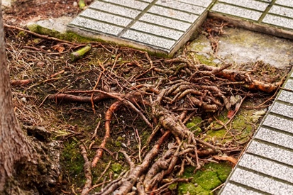 How Do Tree Roots Enter Sewer Lines and Cause Blockages?